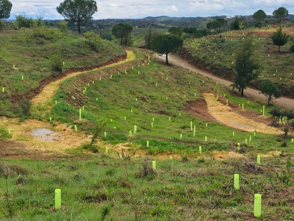 Bomenplant project in Portugal van REDUCD